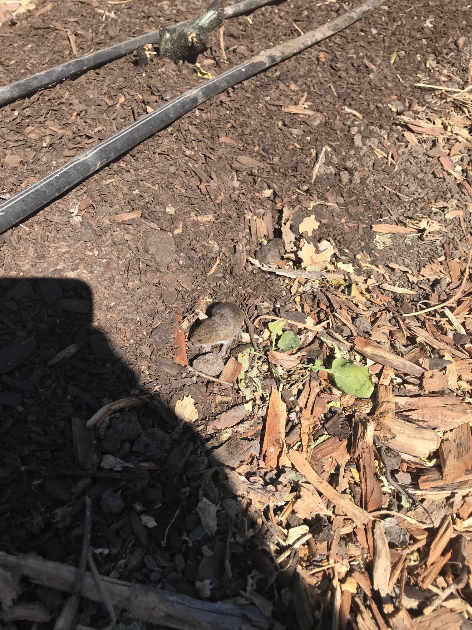 Gopher babies that we saw getting kicked out of the nest. Had to kill them.