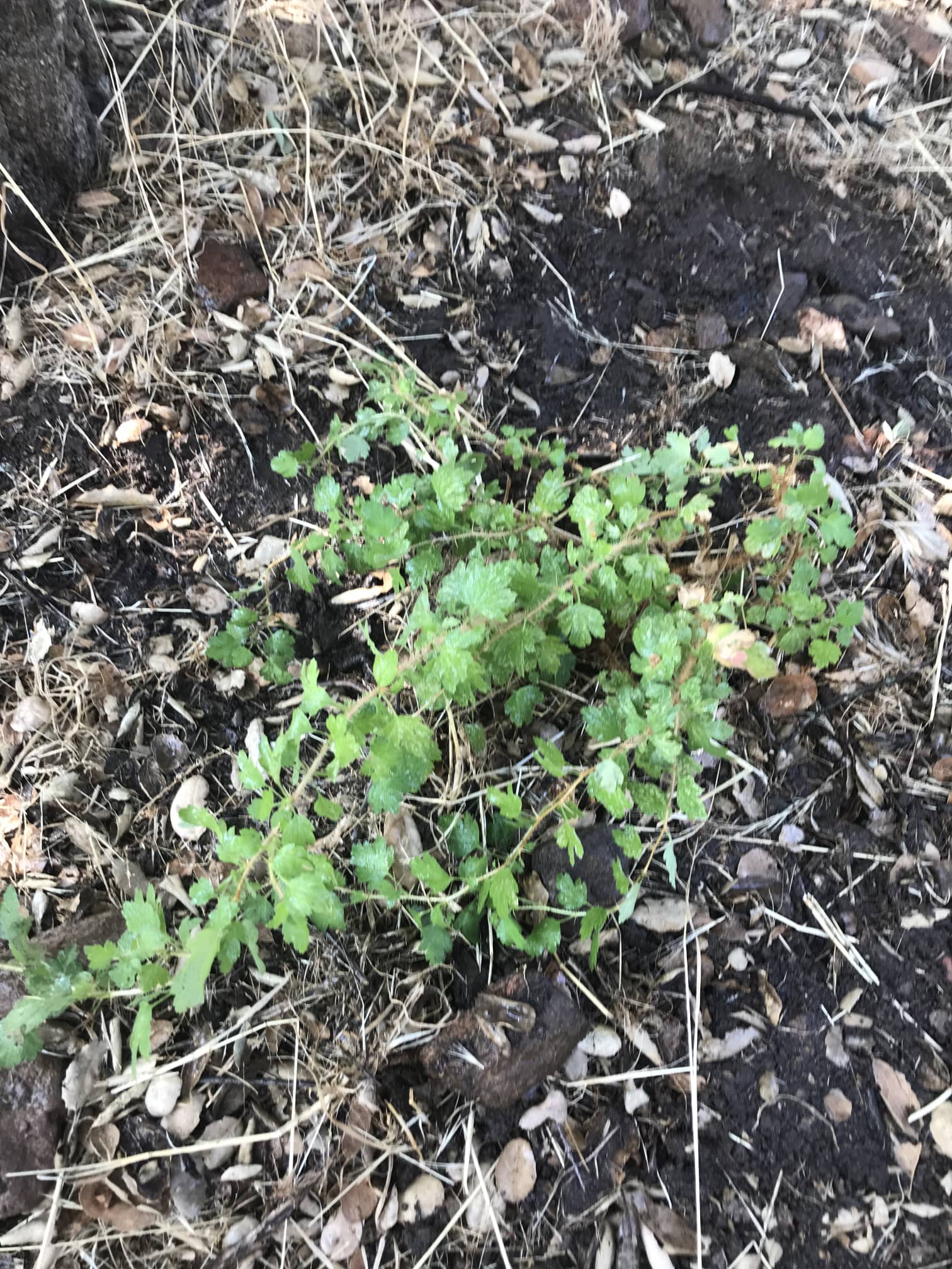 Fuschia flowering gooseberry